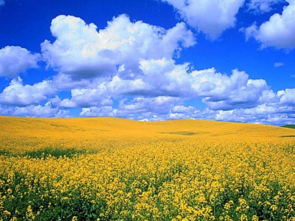 Земельні ділянки